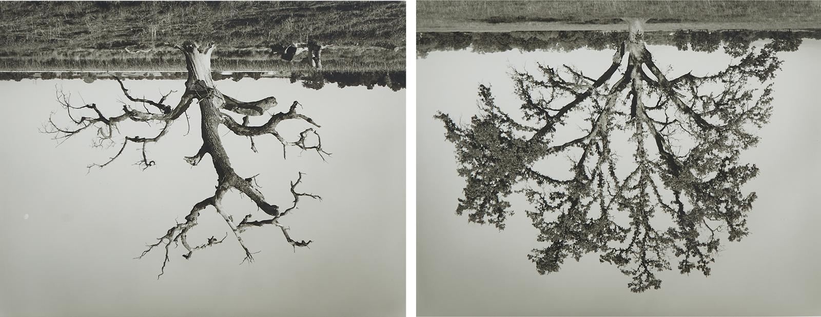 Rodney Graham (1949-2022) - Untitled (Oak Trees Red Bluff), 1993-1994