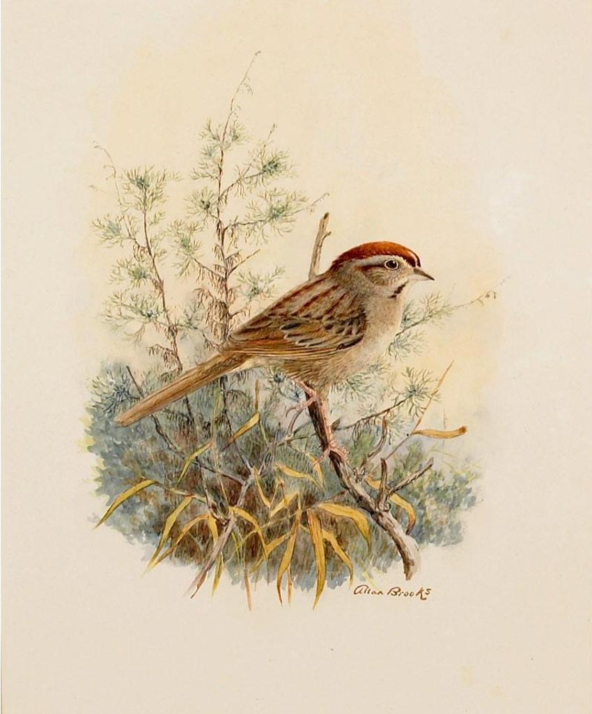 Allan Brooks (1869-1946) - Rufous Crowned Sparrow