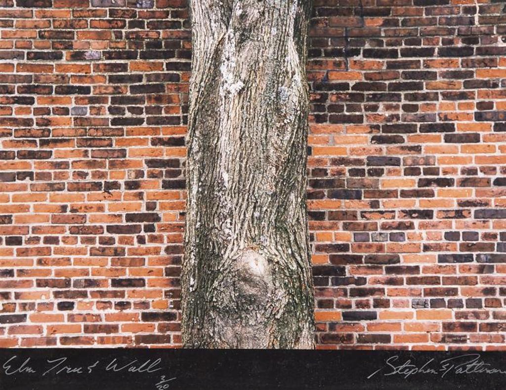 Stephen Scott Patterson - Elm Tree and Wall