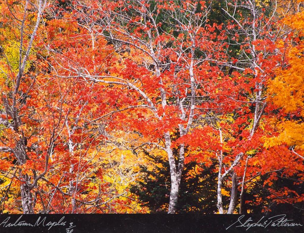 Stephen Scott Patterson - Autumn Maples