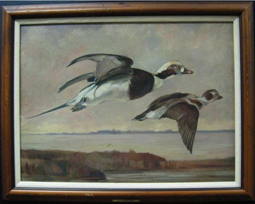 Ronald Threlkeid Jackson (1902-1992) - Old Squaw Ducks