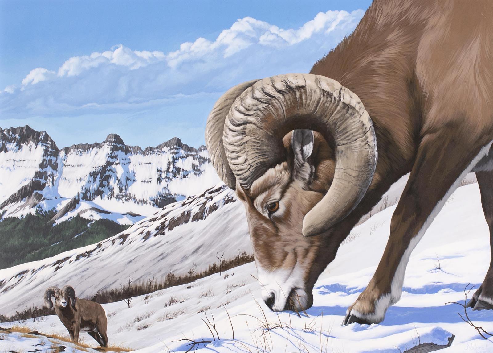 Adeline Halvorson (1957) - Bighorn Sheep In The High Alpine; 1985