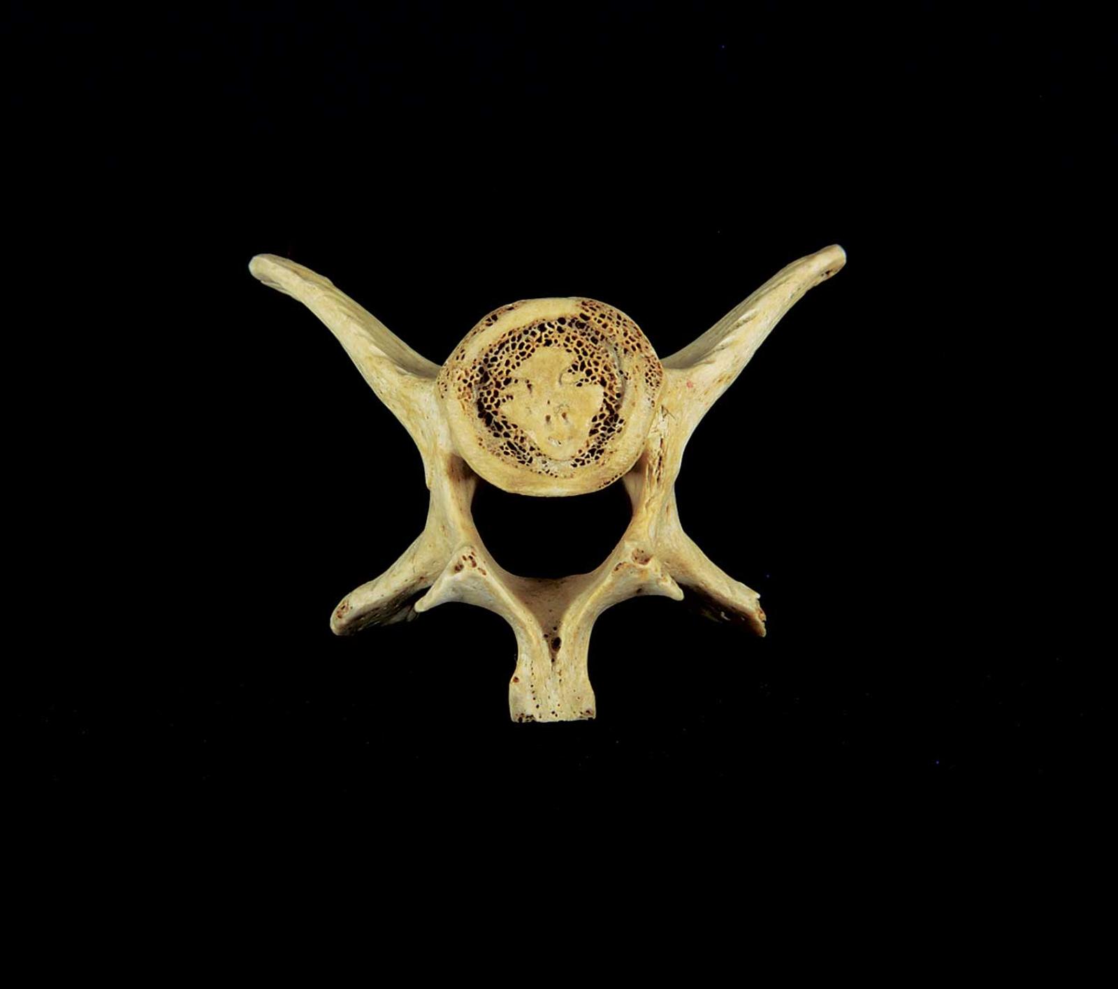 School [Barnabus Arnasungaaq] Inuit - Untitled - Vertebrae with Two Faces