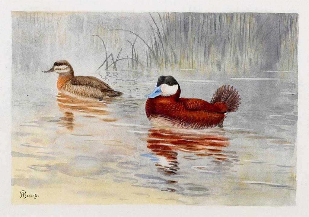Allan Brooks (1869-1946) - Ruddy Duck