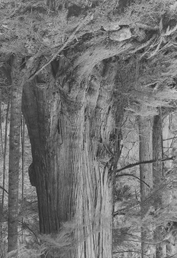 Rodney Graham (1949-2022) - Old Growth Cedar #1 (Seymour Reservoir)
