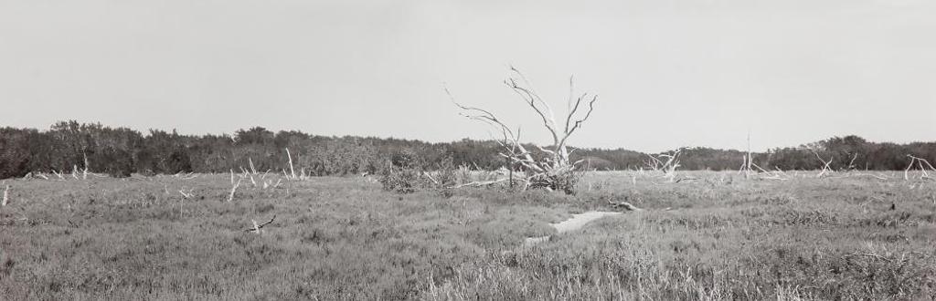 Pierre Charrier (1955) - Untitled - Field