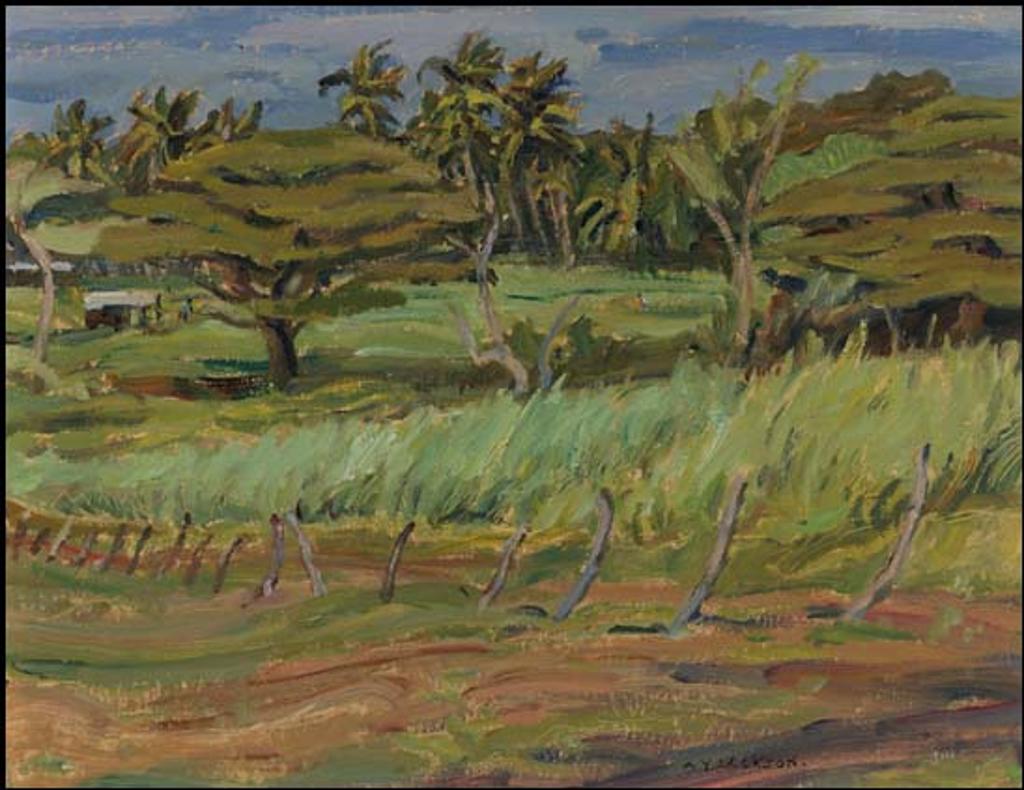 Alexander Young (A. Y.) Jackson (1882-1974) - Tobago Landscape - Young Sugar Cane