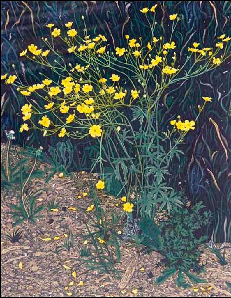 David Peter Hunsberger - Buttercups (02258/2013-744)