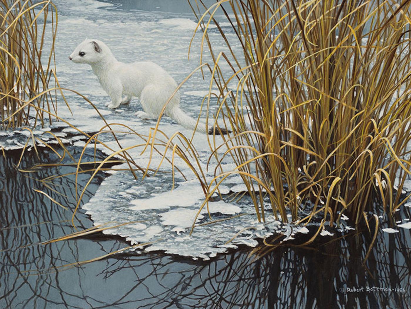 Robert Mclellan Bateman (1930-1922) - Edge of the Ice - Ermine