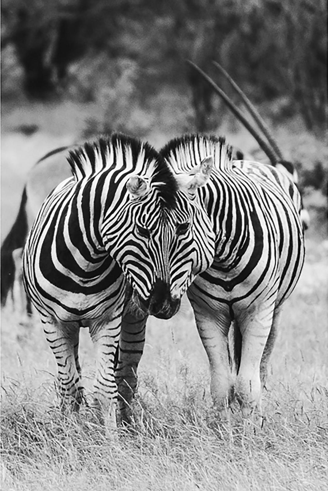 Janis Lempera - Zebras (Namibia, April 2018)