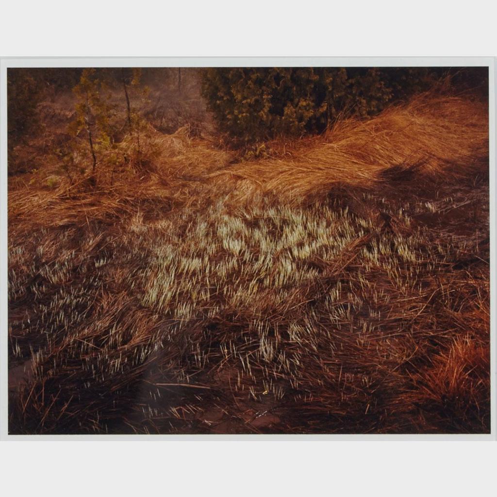 Edward Burtynsky (1955) - Grasses (Bruce Peninsula), 1981