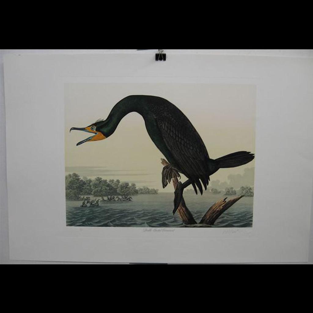 M. Bernard Loates - Double Crested Cormorant; Red Shouldered Hawk; Great Egret; Virginia Partridge; Long Billed Curlew