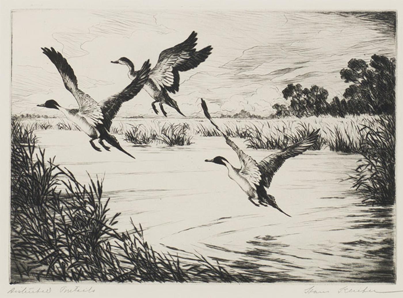 Hans Kleiber - Disturbed Pintails