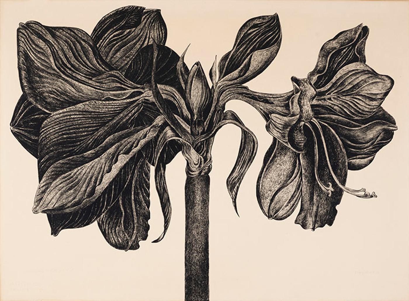 Mary Frances West Pratt (1935-2018) - Amaryllis