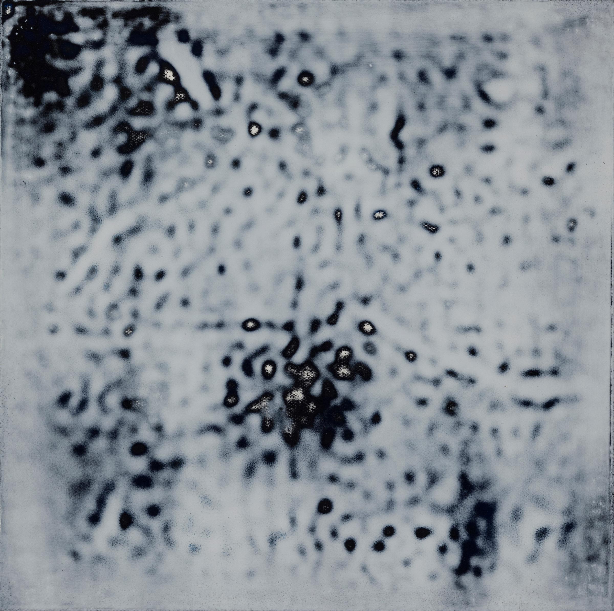 Nicolas Lachance - Royal Bloom, 2013