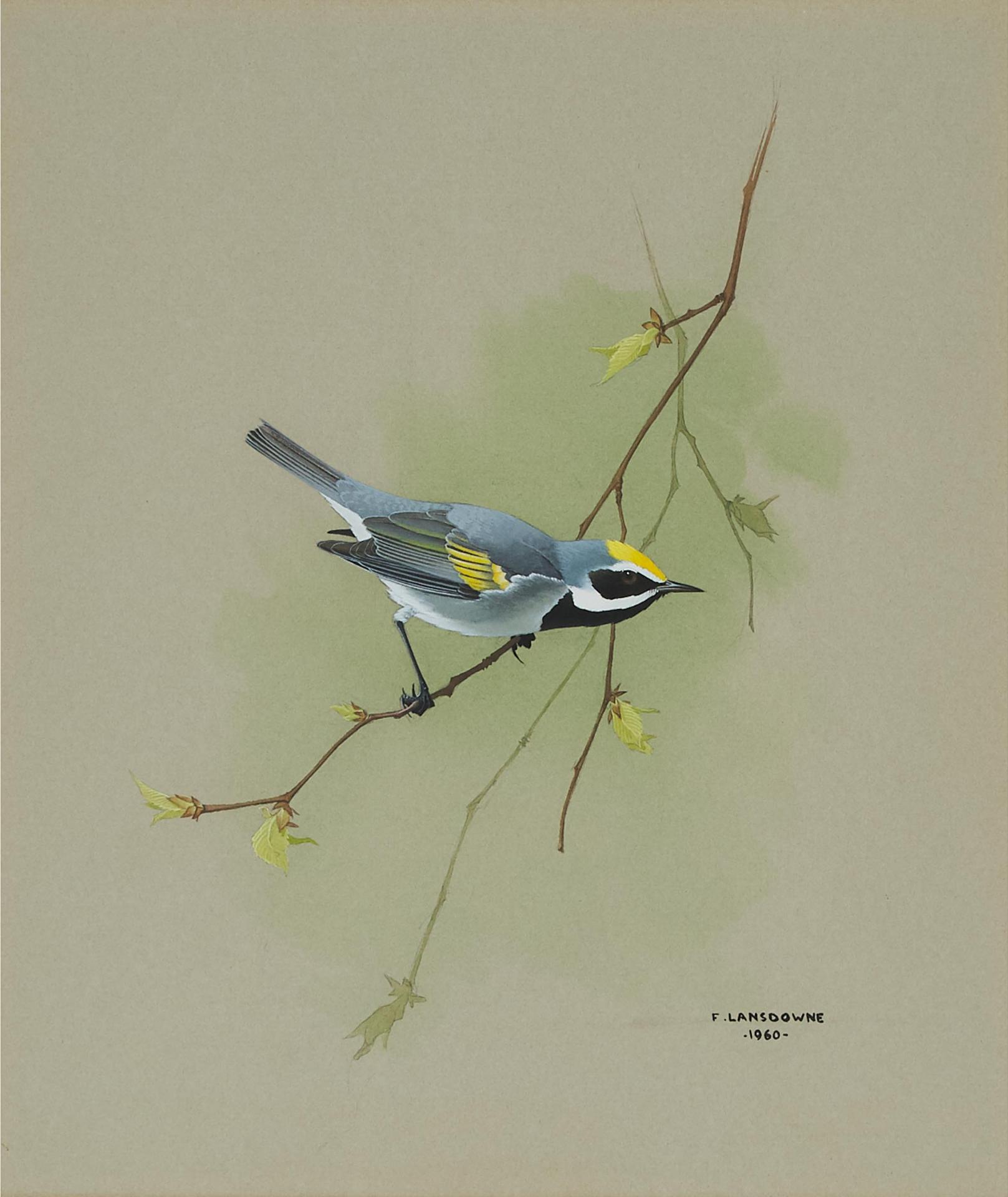 James Fenwick Lansdowne (1937-2008) - Golden-Winged Warbler, 1960