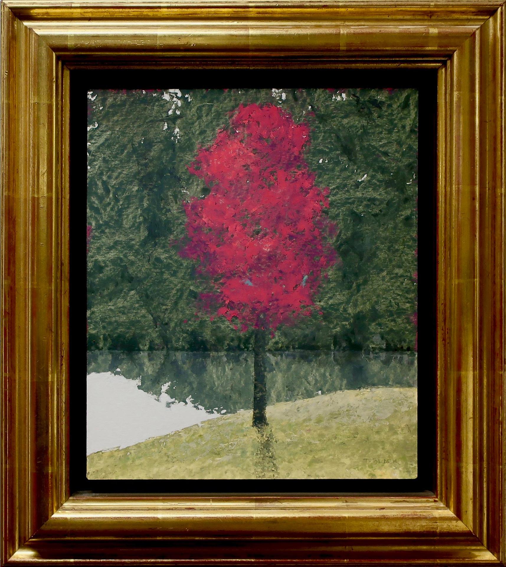 Terry Black - Untitled (The Red Maple)