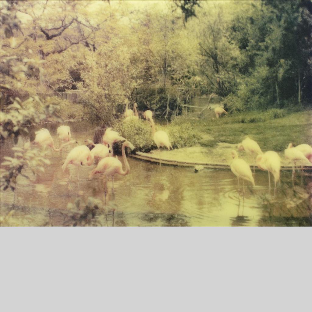 Joshua Jensen-Nagle (1981) - Flamingos