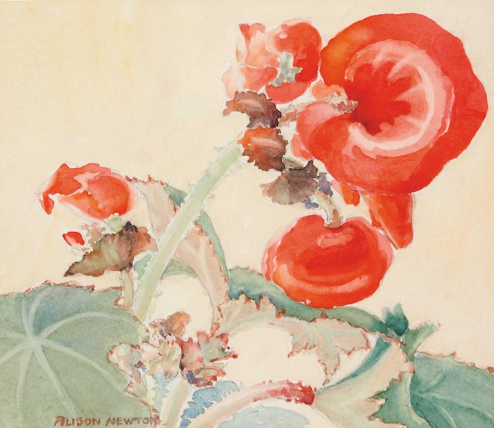 Alison Houston Lockerbie Newton (1890-1967) - Untitled - Begonia