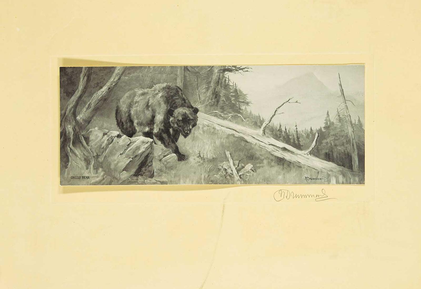 Nora Drummond-Davis (1862-1949) - Grizzly Bear