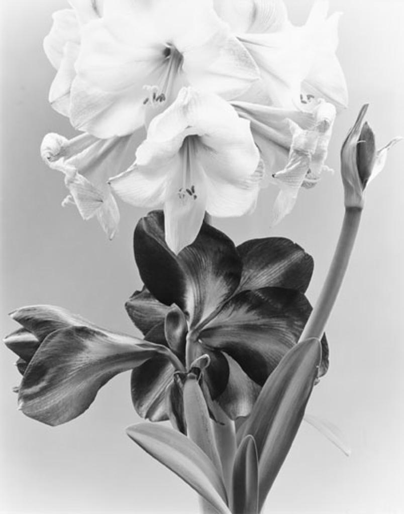Carol Marino (1943) - Forthright Flowers (03369/184)