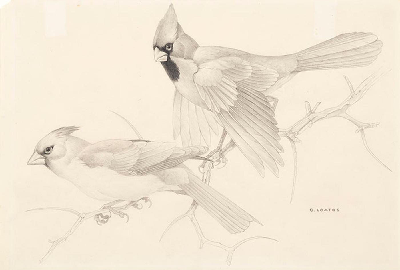 Martin Glen Loates (1945) - Two Cardinals