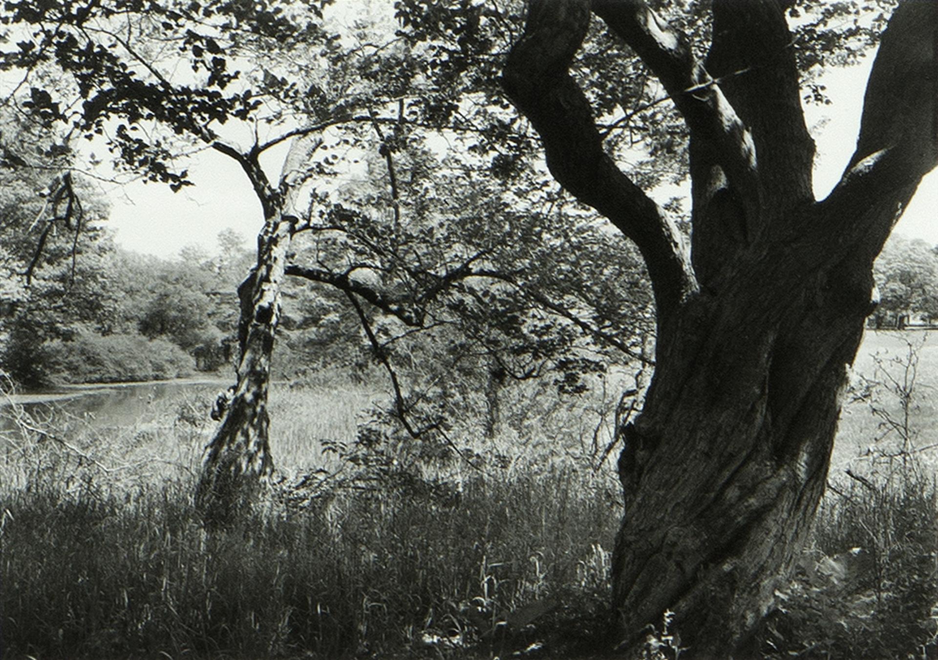 Geoffrey James (1942) - Scaboro Pond – Franklin Park, Boston, 1988