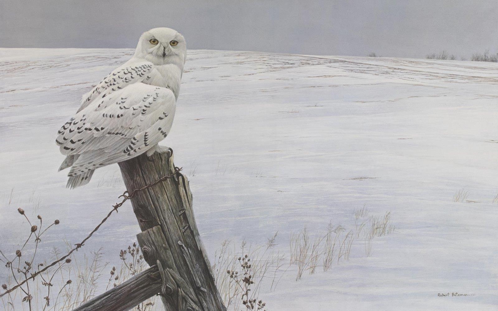 Robert Mclellan Bateman (1930-1922) - Ready for the Hunt - Snowy Owl; 1974; ed. #874/950