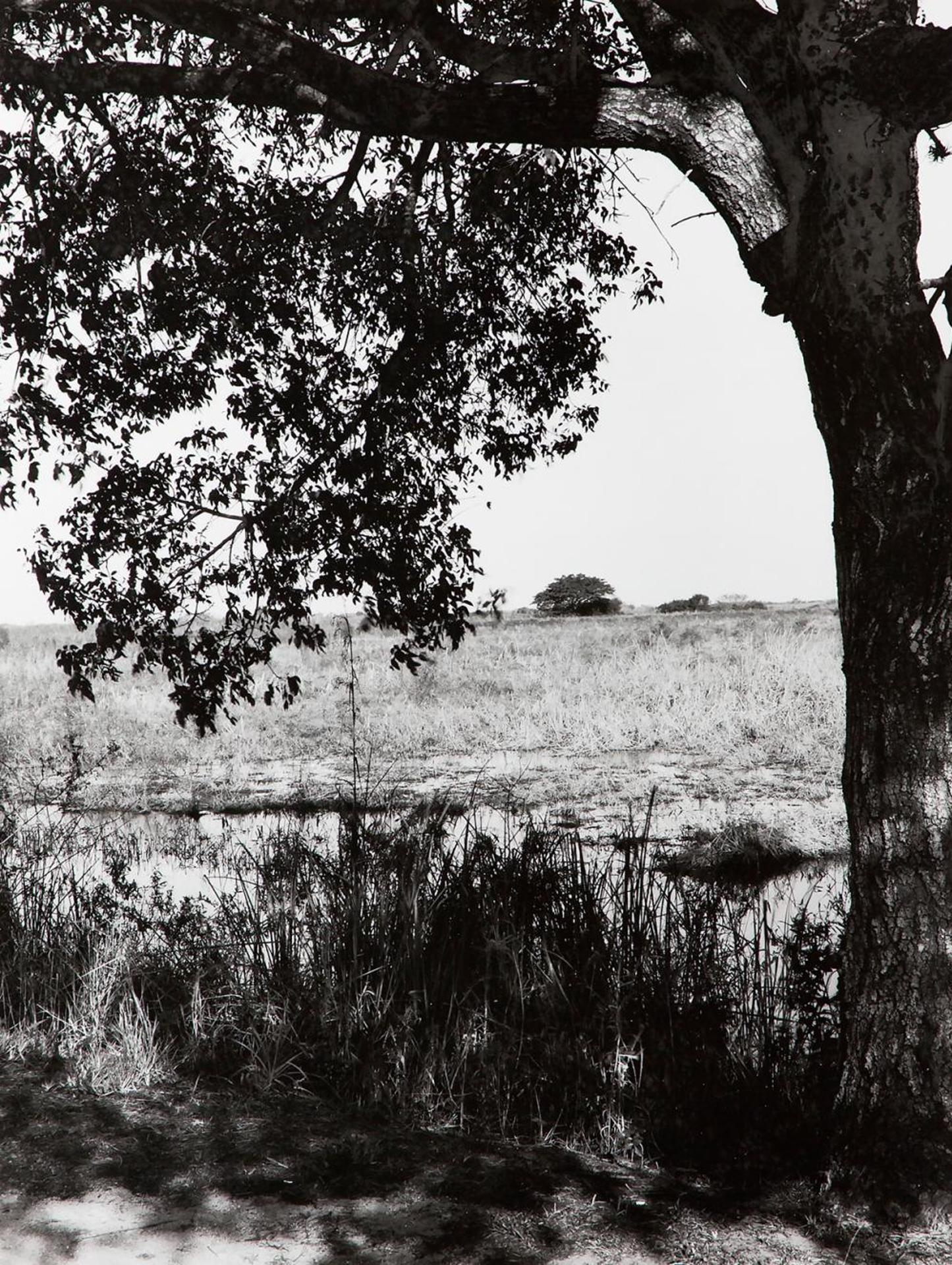 Pierre Charrier (1955) - Untitled - Tree SL 006