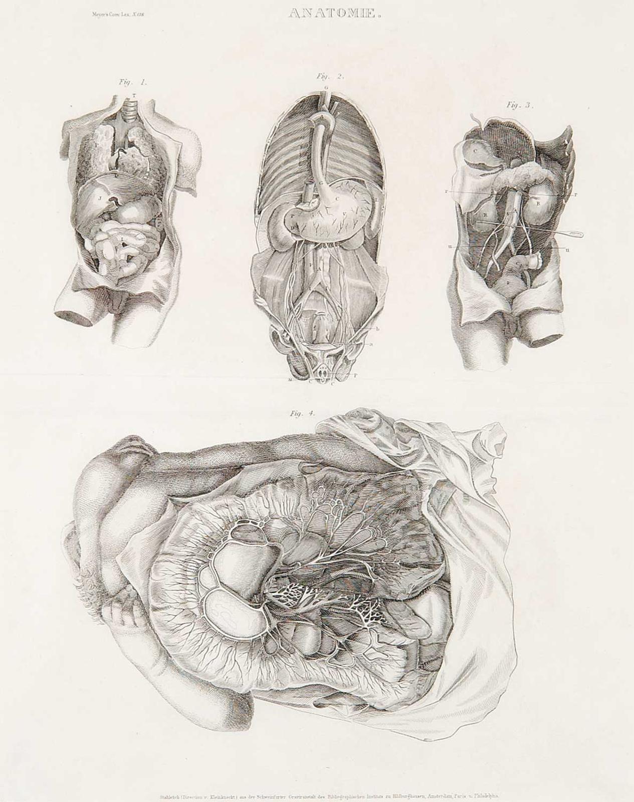 German School - Anatomie