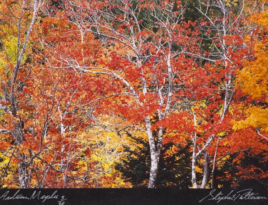 Stephen Scott Patterson - Autumn Maples