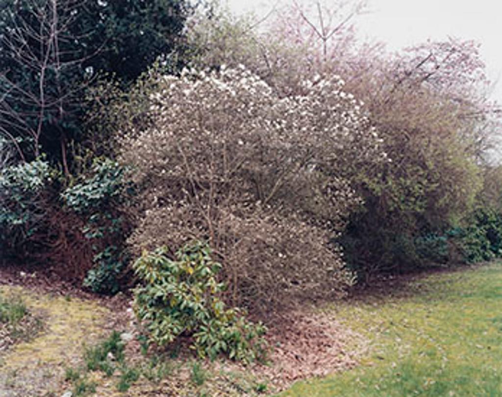 Scott Mcfarland (1975) - Magnolia Stelliata, Prunus Cerasifera