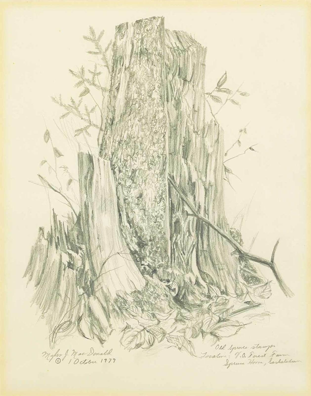 Myles Joseph MacDonald (1941) - Old Spruce Stump