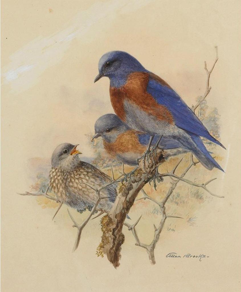 Allan Brooks (1869-1946) - Western Bluebirds, 1912
