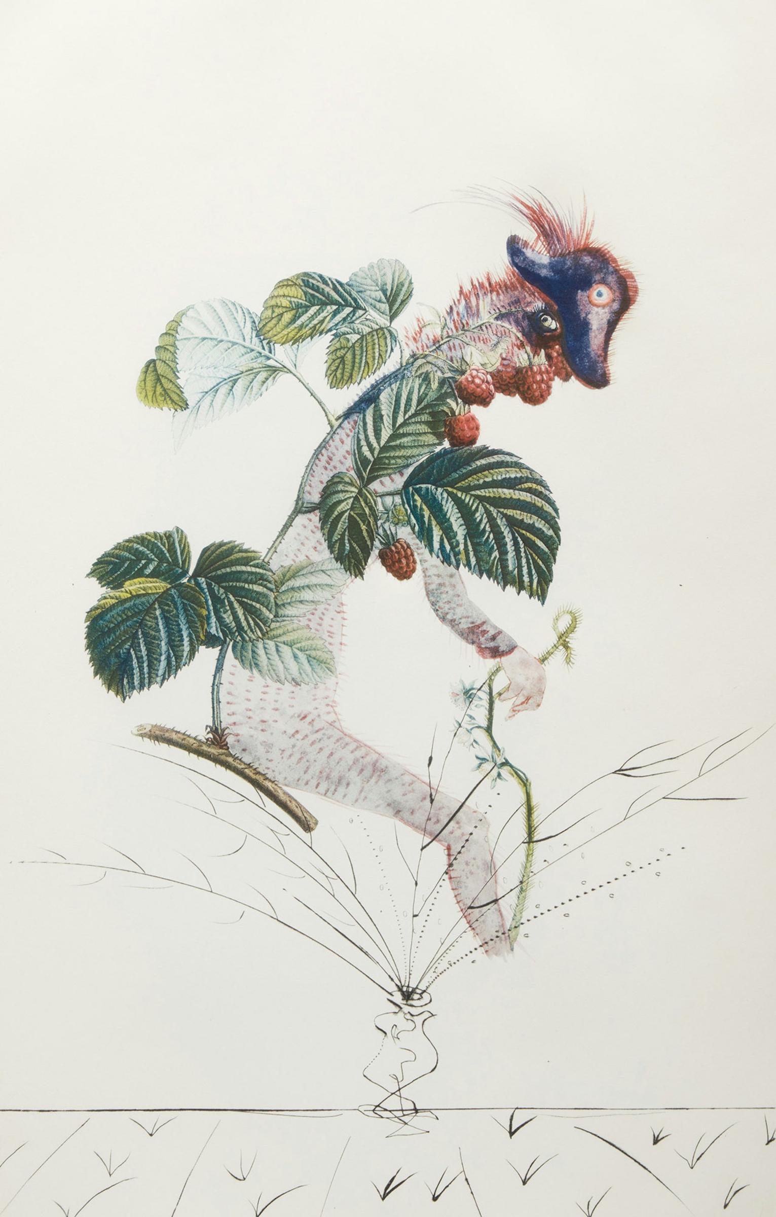 Salvador Dalí (1904-1989) - Raspberry Bush (From Flordali, Les Fruits) (F. 69-11 (k))