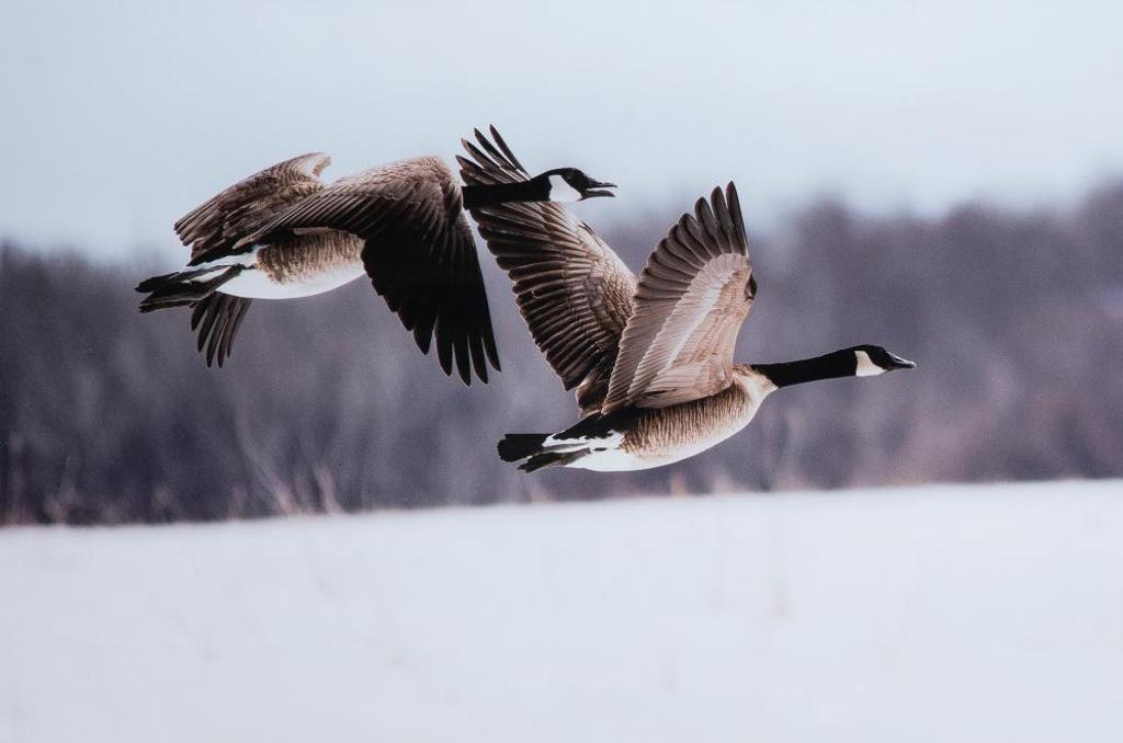 Don Fairbairn - Canada Geese in Flight