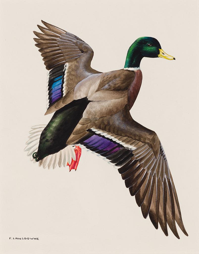 James Fenwick Lansdowne (1937-2008) - Mallard Duck