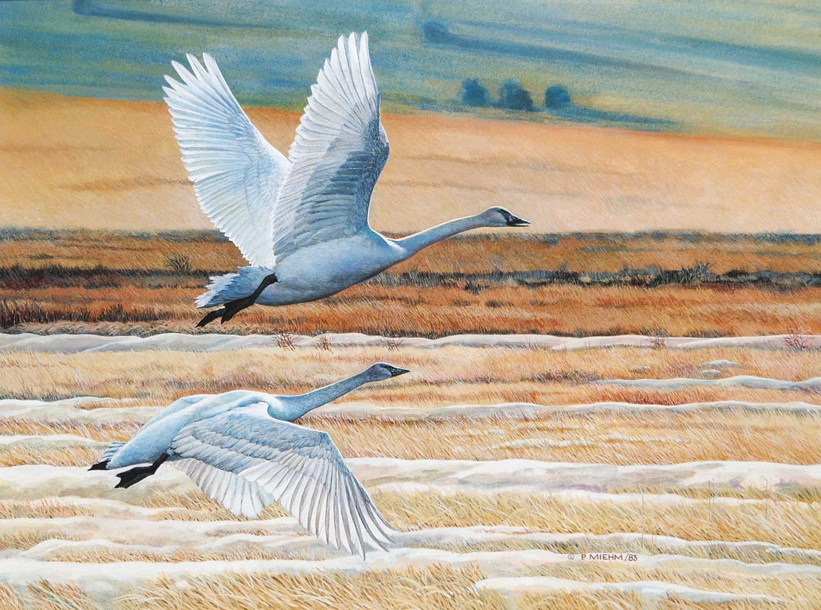 Peter Miehm - Trumpeter Swans