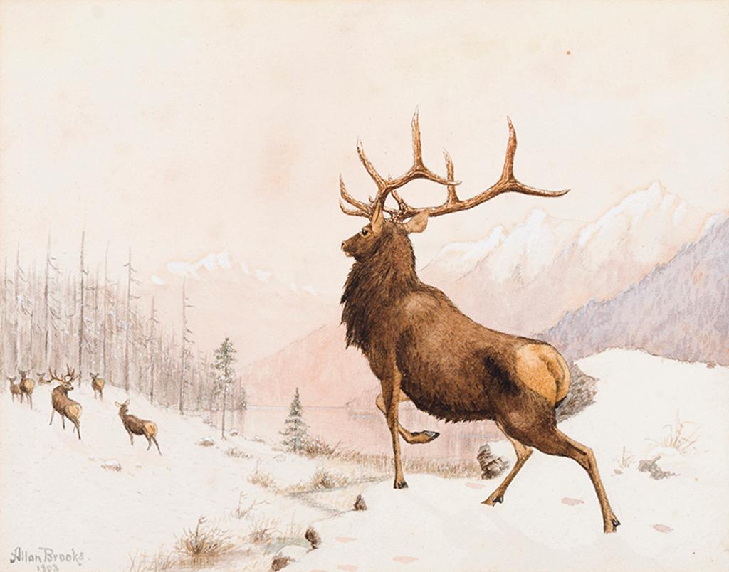Allan Brooks (1869-1946) - Elk in Snow