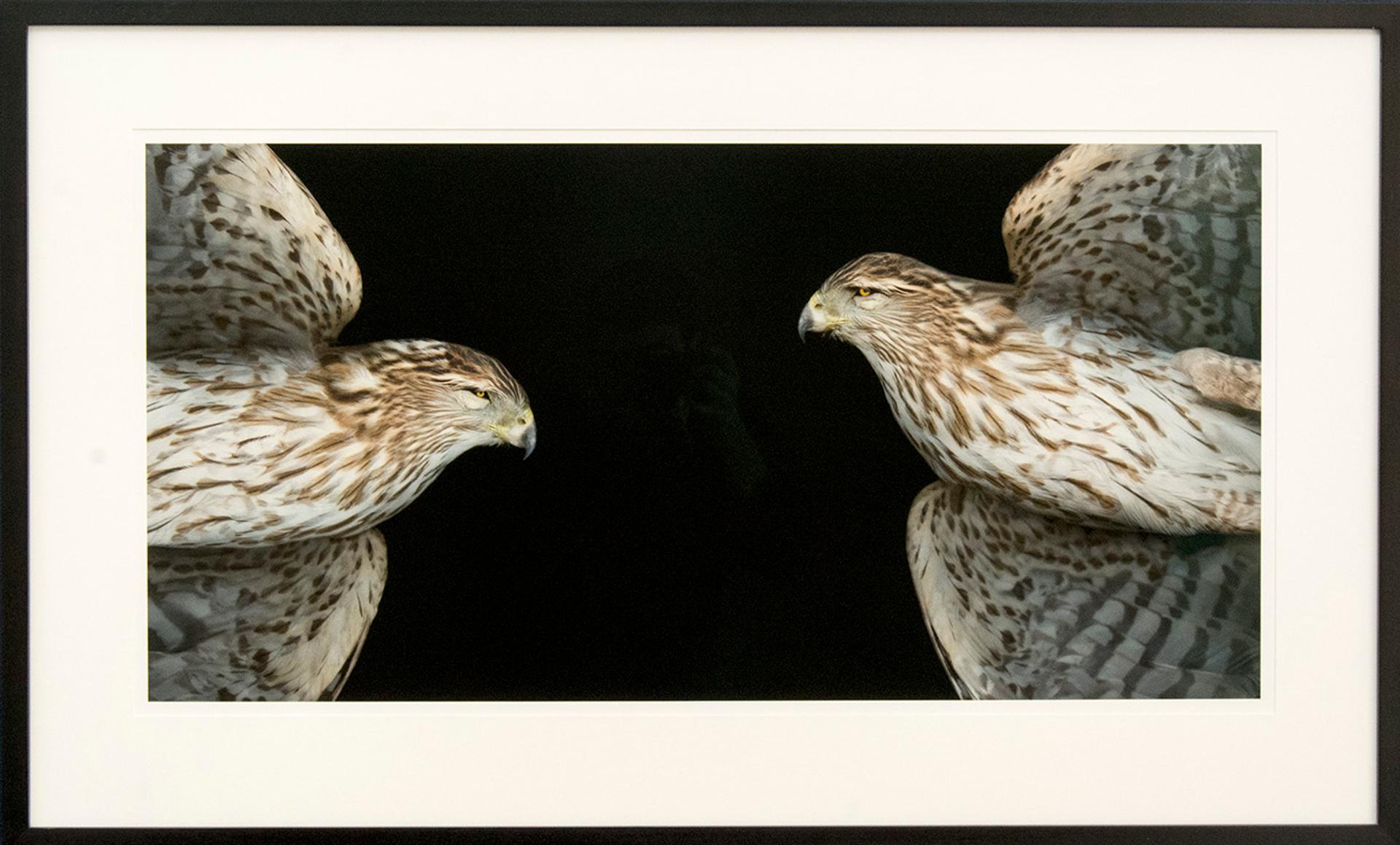 Deborah Samuel - Cooper's Hawk VI V2, 2012