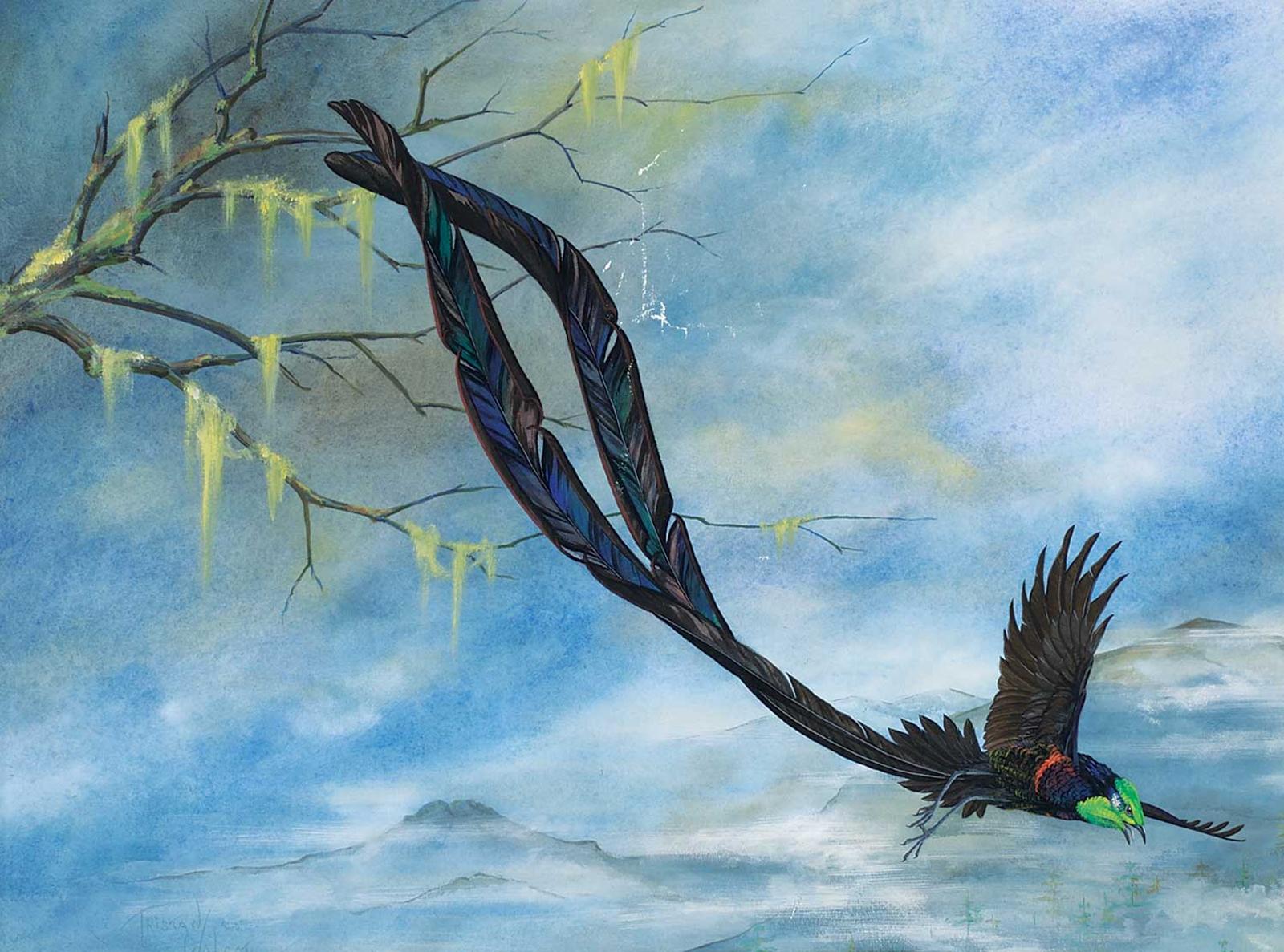 Tristan Walcot - Princess Stephanie's Bird of Paradise [Astrapia Stephaniae]