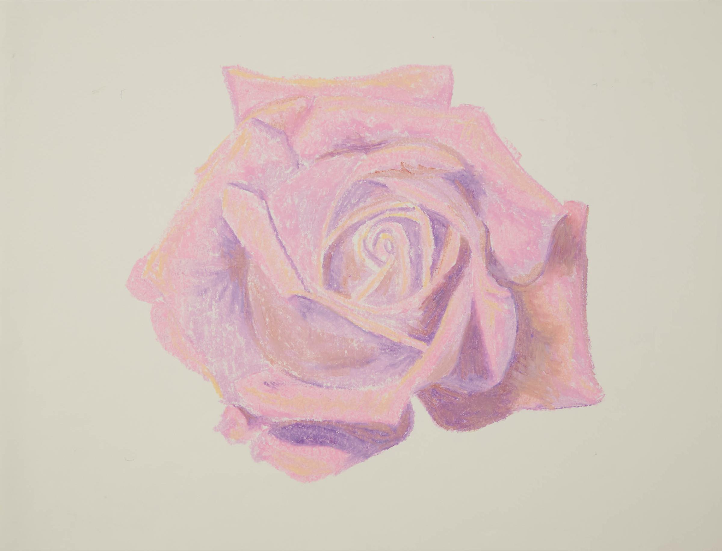 Alon Seifert - Untitled (Pink Rose)