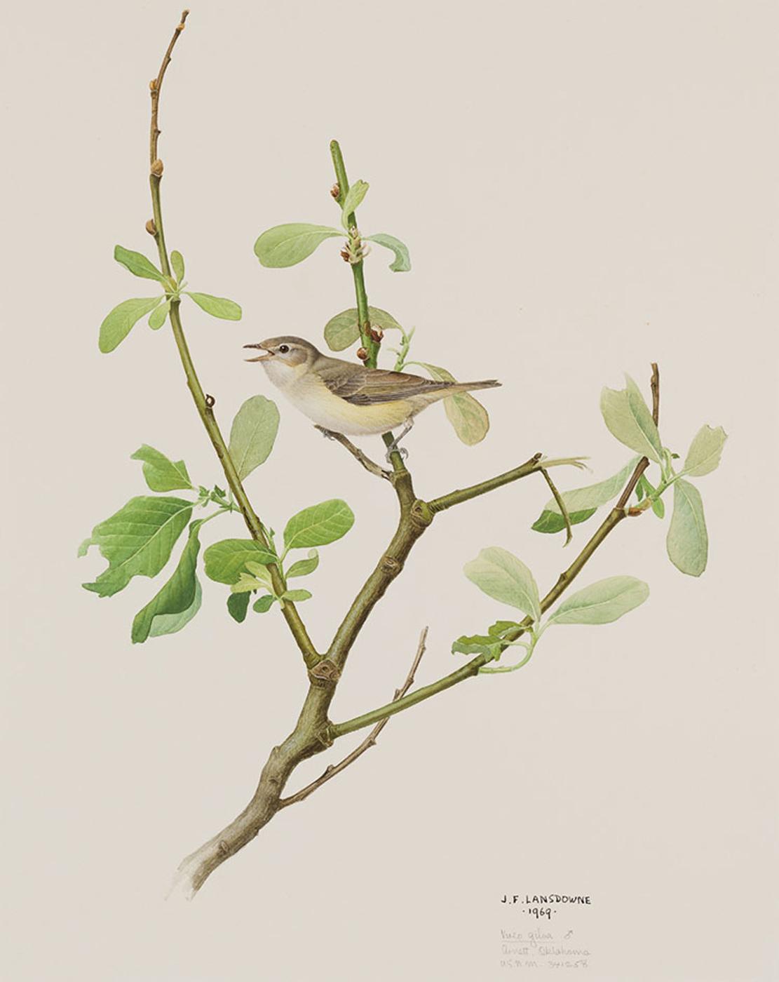 James Fenwick Lansdowne (1937-2008) - Vireo gilvus