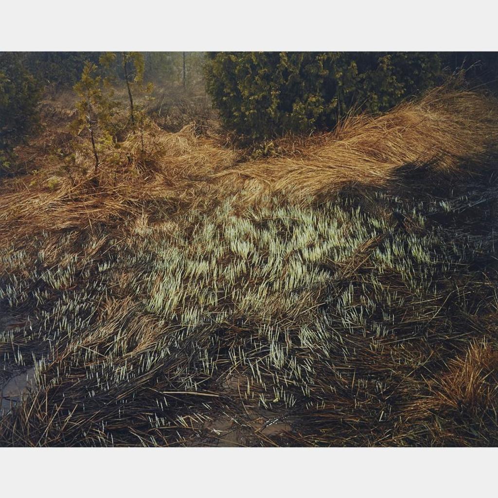 Edward Burtynsky (1955) - Grasses, Bruce Peninsula, 1981