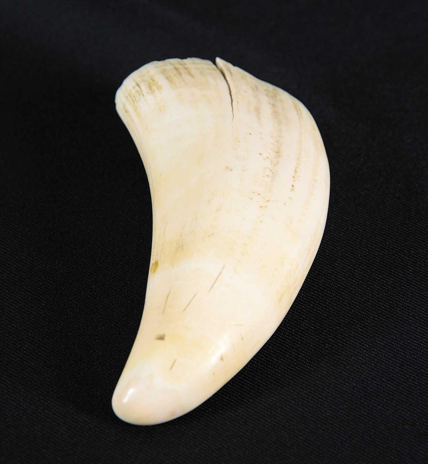 School [Barnabus Arnasungaaq] Inuit - Untitled - Sperm Whale Tooth