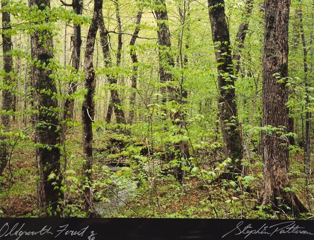 Stephen Scott Patterson - Oldgrowth Forest