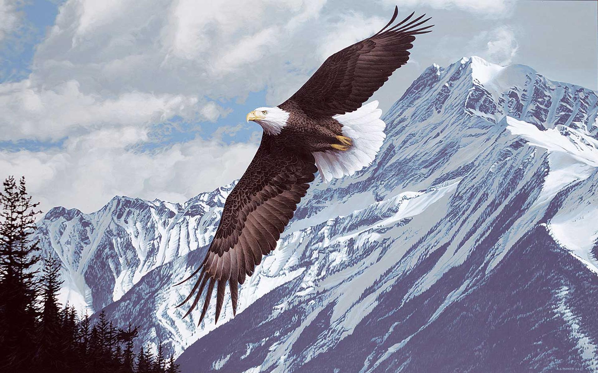Ronald S. (Ron) Parker (1942) - Wings Over Winter - Bald Eagle