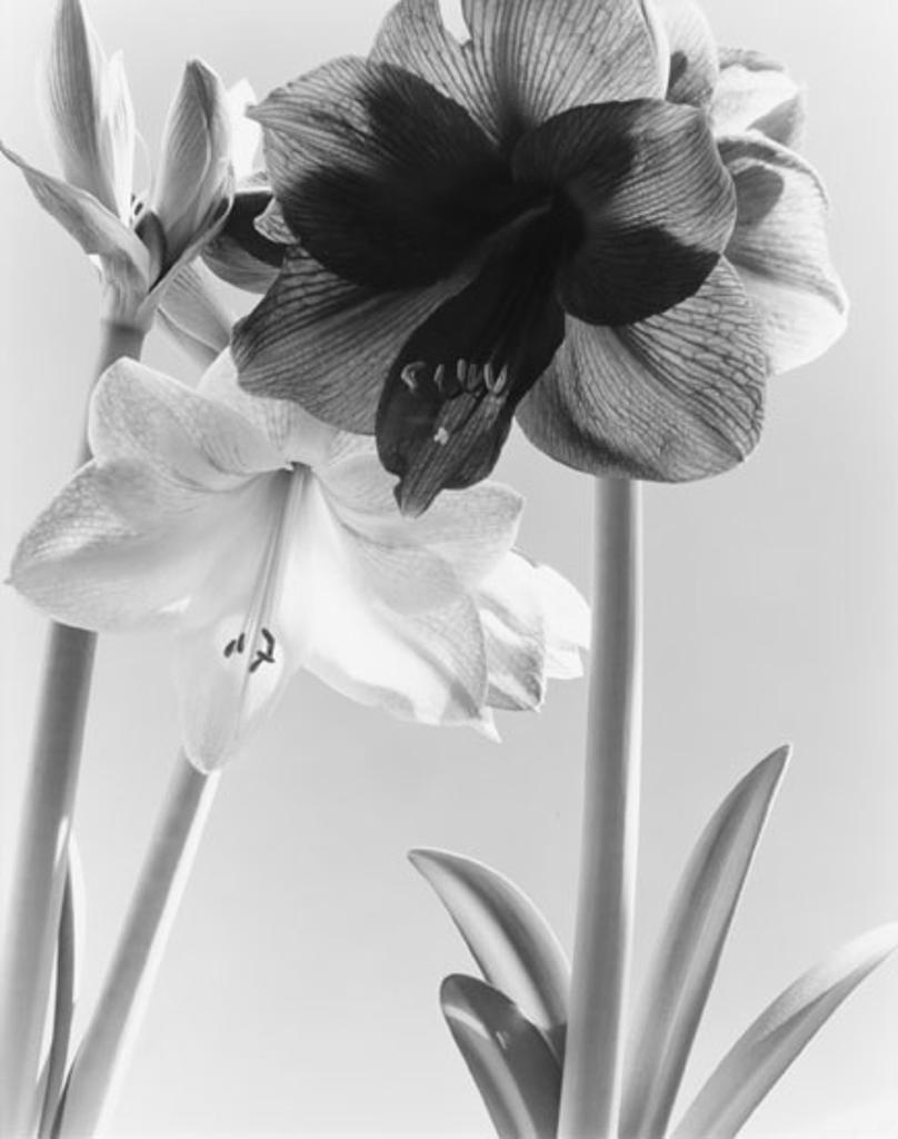 Carol Marino (1943) - Forthright Flowers (03366/184)