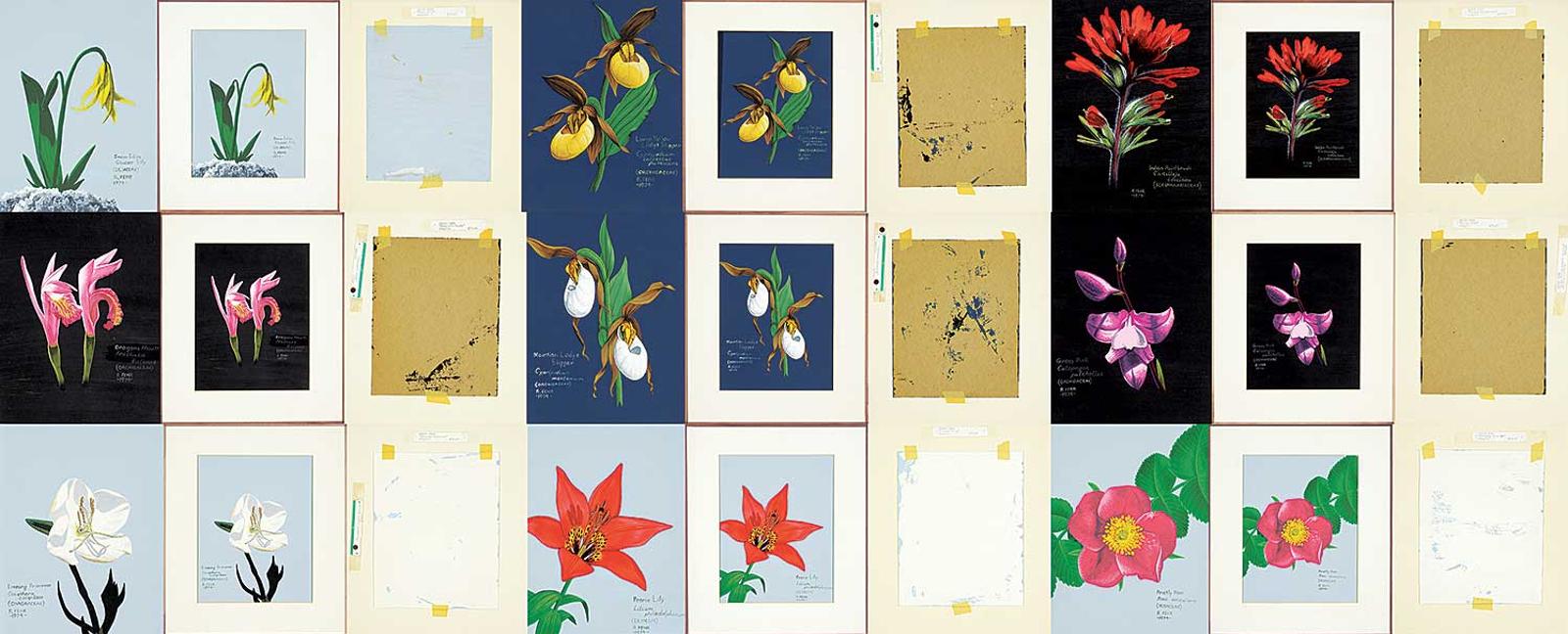 Randy Fehr (1948) - Collection of Nine Flower Paintings