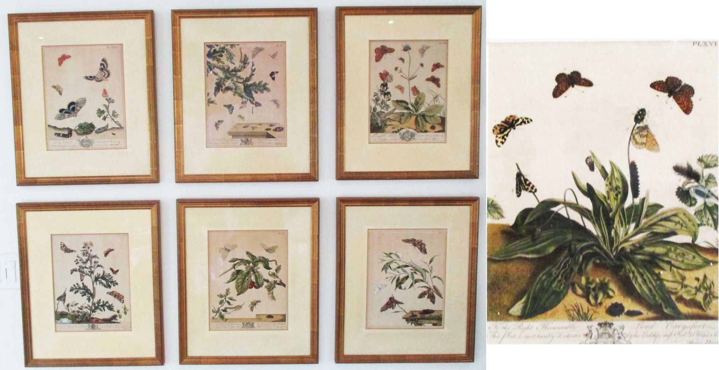 Moses Harris (1731-1785) - Collection de 7 gravures anciennes colorées à la main, 6 avec inscriptions et portant une dédicace d'armoiries